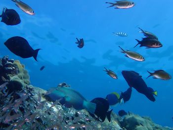 View of fishes swimming in sea