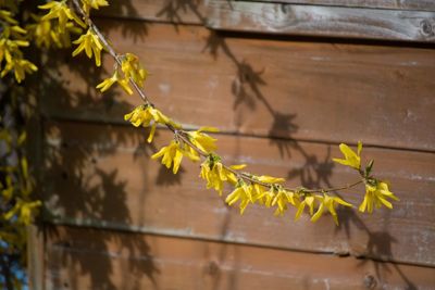 Close-up of yellow flowering plant