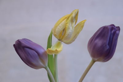 Close-up of purple flowering plant