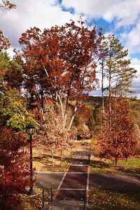 Trees in park during autumn