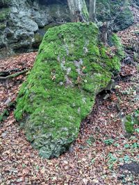 High angle view of moss growing on rock