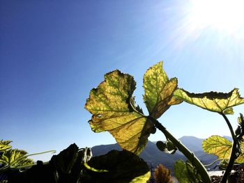 Low angle view of plant against sky on sunny day