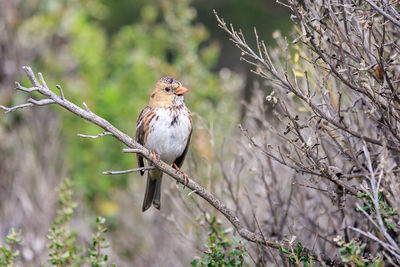 Low angle view of bird perching on branch