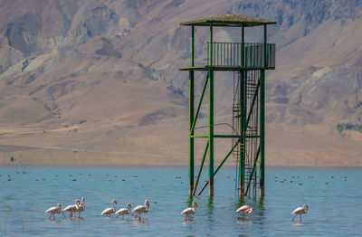 Flamingos on lake