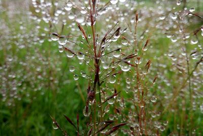 Close-up of wet plant