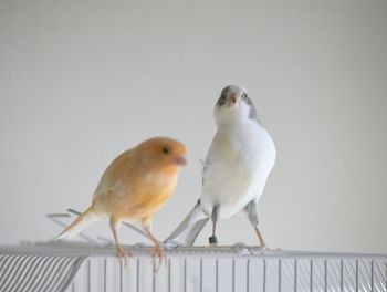 Close-up of birds perching on wall