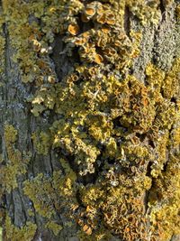 Close-up of lichen on rock