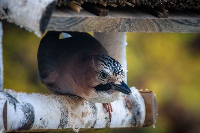 Close-up of bird perching on a tree