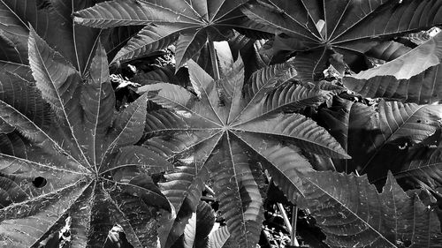 Close-up of plants