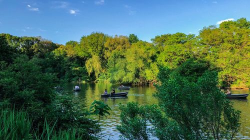 Scenic view of lake against trees in forest