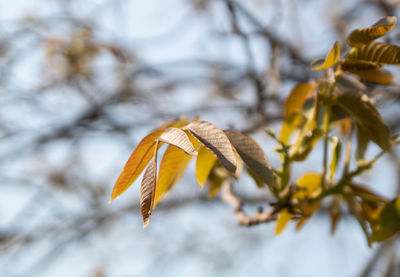 Close-up of wilted plant leaves