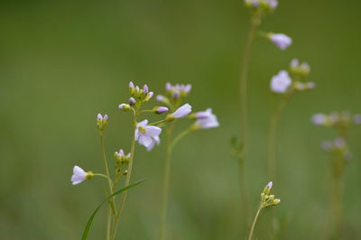 Close-up of flowers blooming outdoors