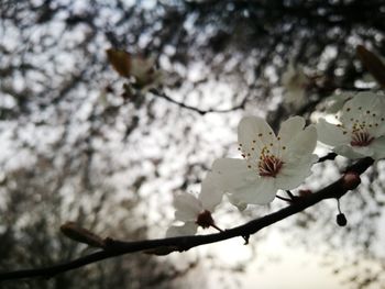 Low angle view of flowers on branch