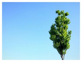 Low angle view of trees against clear blue sky