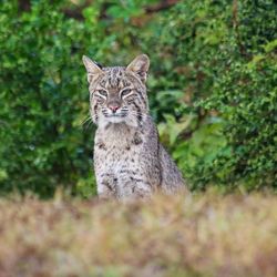 Portrait of lynx sitting on field