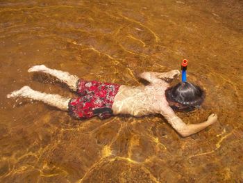 High angle view of ducks swimming on beach