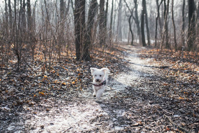 Portrait of dog in forest