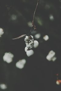 Close-up of plant against blurred background