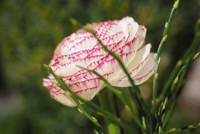 Close-up of pink flower