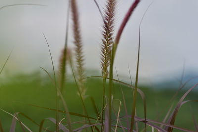 Close-up of stalks in field against sky