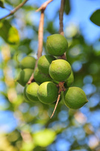 Close-up of fruits on tree