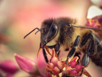 Close-up of bee pollinating on flower