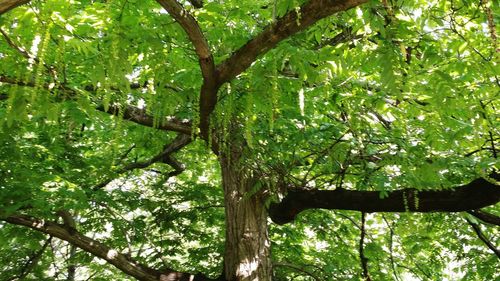 Low angle view of trees in forest