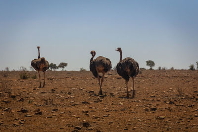 Ostrich standing in a field