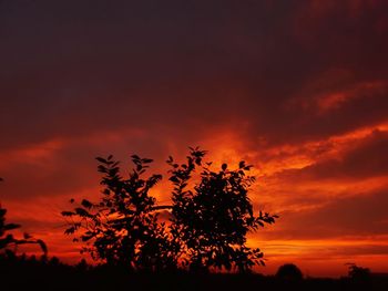 Low angle view of silhouette tree against orange sky