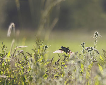 Close-up of bird perching on plant