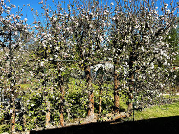 Flowering plants and trees on field against sky