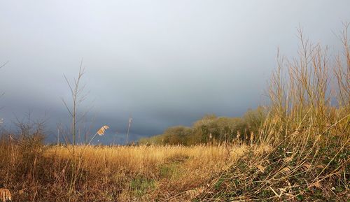 Plants on field against sky