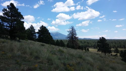 Scenic view of grassy field against sky