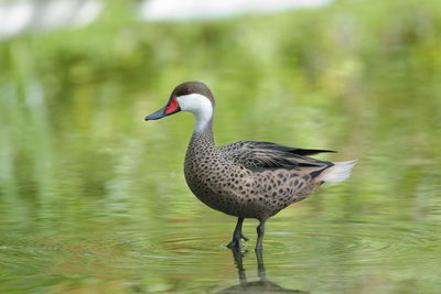 A red-billed teal up close