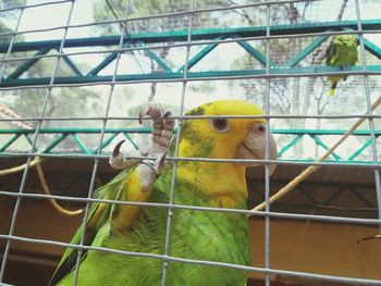 View of birds in cage