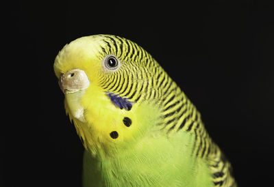 Close-up of parrot