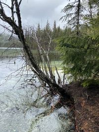 Plants growing in river