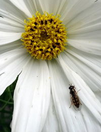 Close-up of bee pollinating on yellow flower