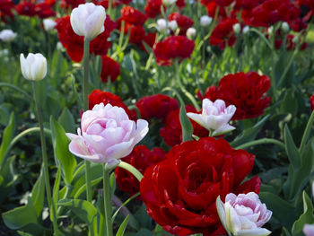Close-up of red roses