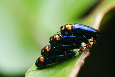 Close-up of insect on leaf