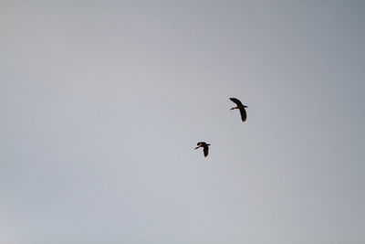 Low angle view of bird flying in sky