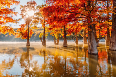 Trees by lake against sky during autumn