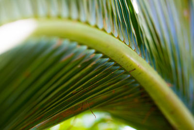 Close-up of palm leaf