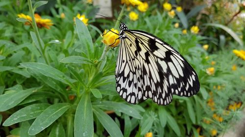 Close-up of butterfly pollinating on flower