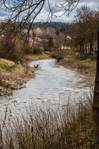 Scenic view of river amidst trees in forest