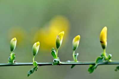 Close-up of fresh green plant
