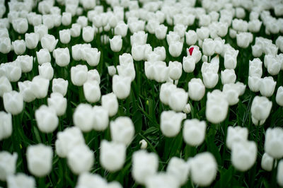 Close-up of white flowers