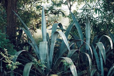 Plants in greenhouse