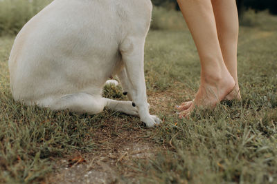 Paws of a dog and a girl on green grass . beauty and pets concept.