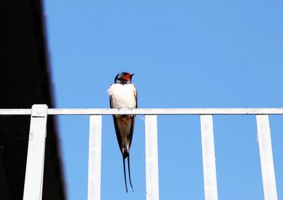 Low angle view of bird perching on wooden post against clear sky